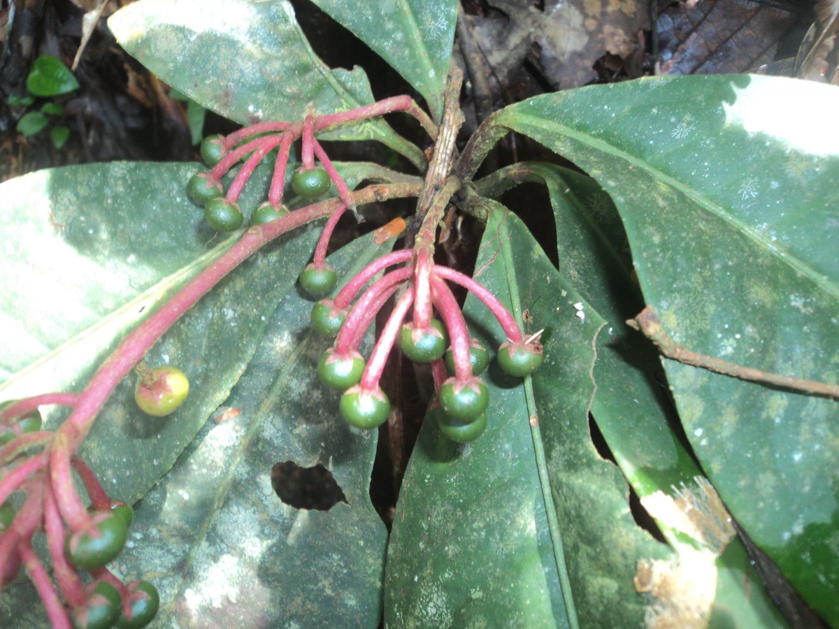 Ardisia zeylanica (Gaertn.) Lam. ex Forsyth f.